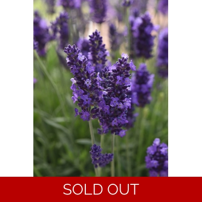 Lavender Blue Spear x3 Plug Plants